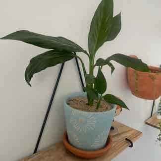Peace Lily plant in Traralgon, Victoria