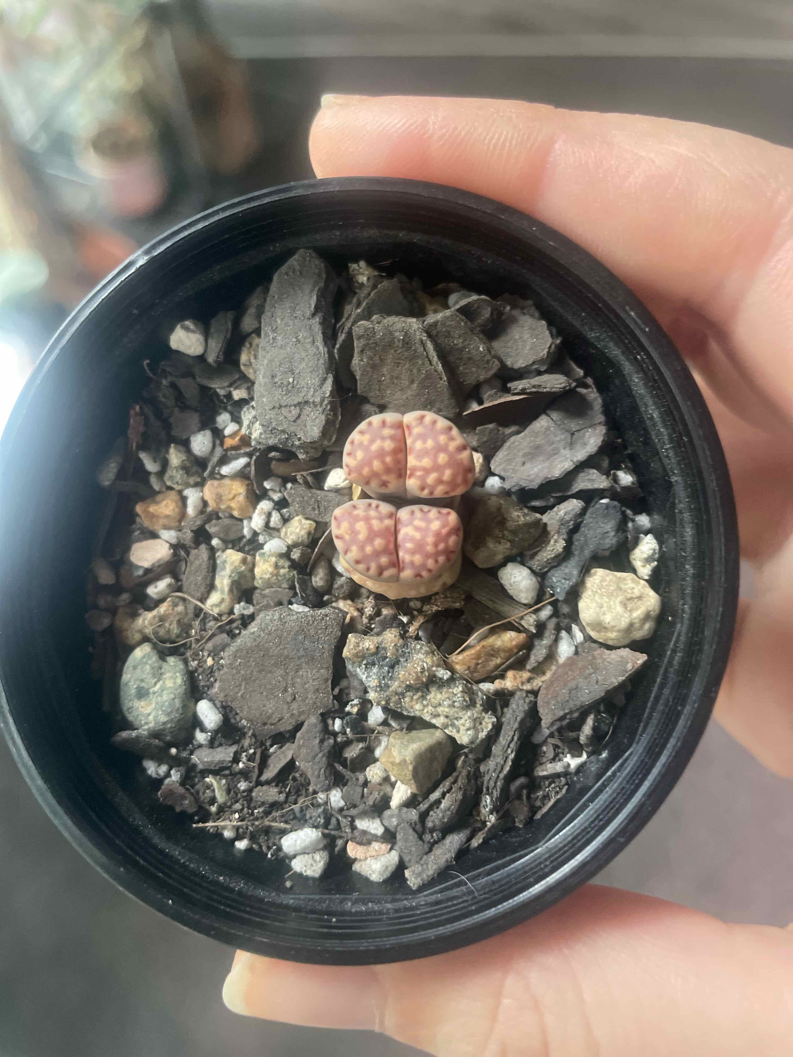 Lithops bromfieldii