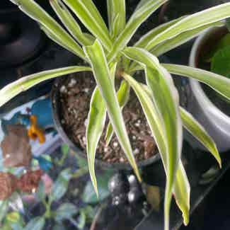 Spider Plant 'Variegatum’ plant in Traralgon, Victoria