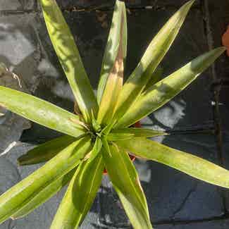 Pineapple plant in Traralgon, Victoria