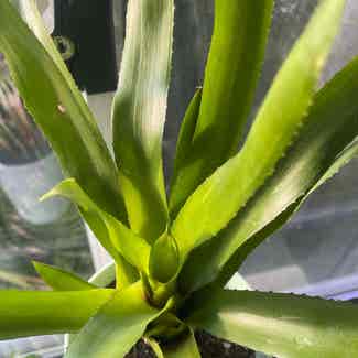 nakedstem livingvase plant in Traralgon, Victoria