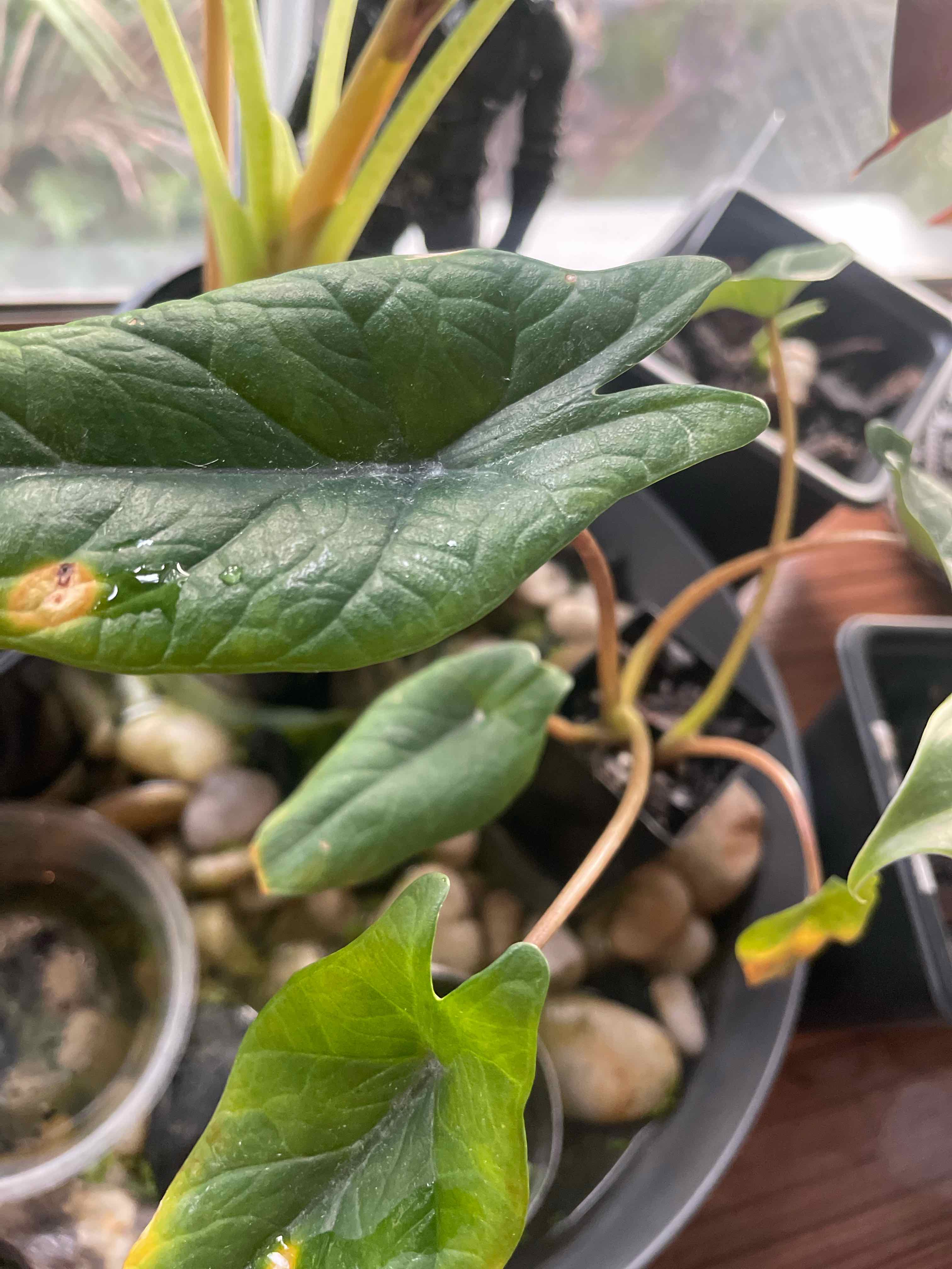 Alocasia Scalprum plant with large green leaves, potted with other plants in the background.