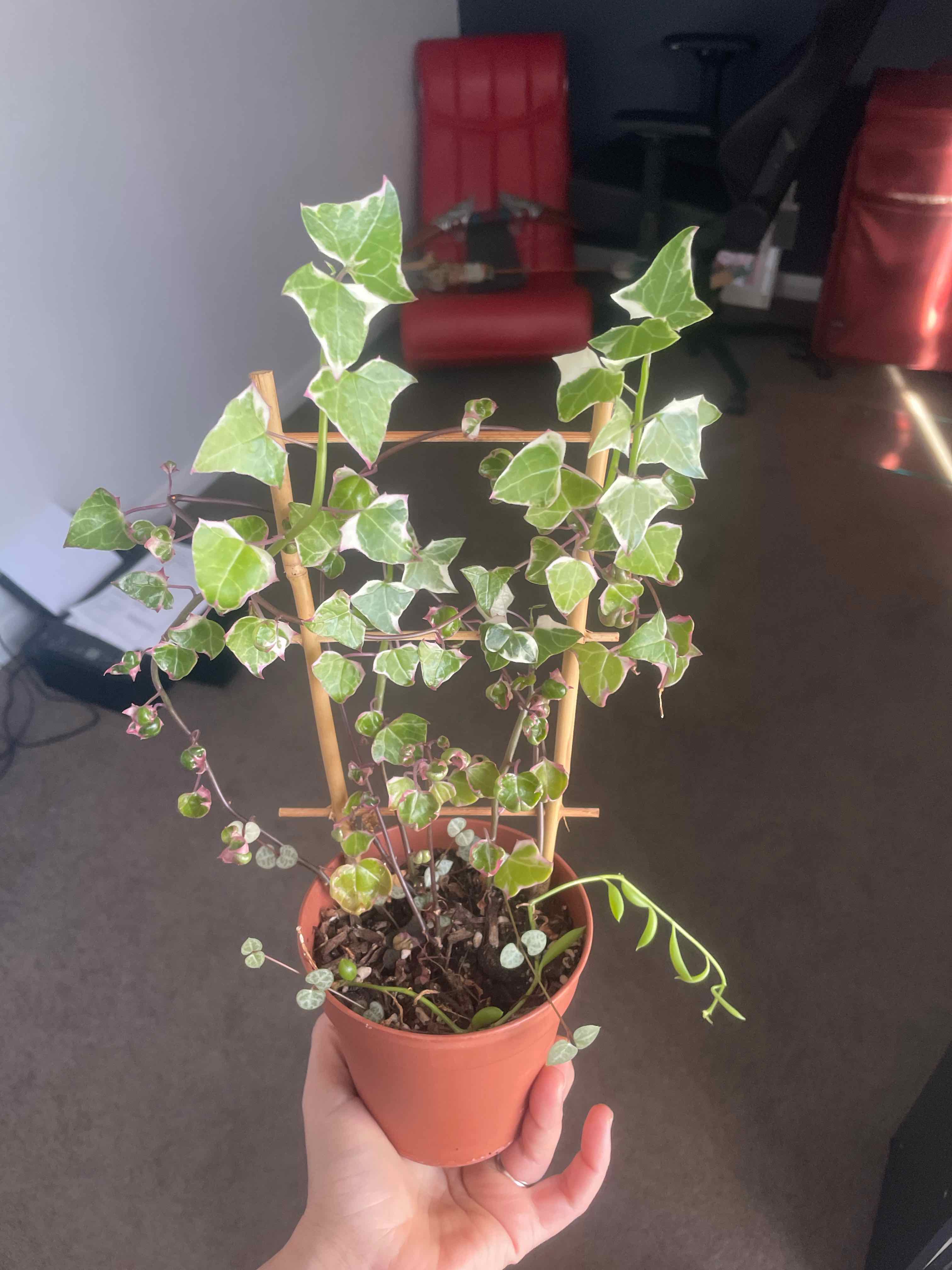 Variegated Wax Ivy plant in a pot with a wooden trellis, held by a hand.