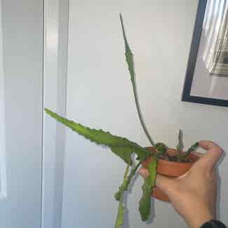 Disocactus nelsonii plant in Traralgon, Victoria