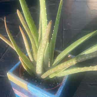 Aloe vera plant in Traralgon, Victoria