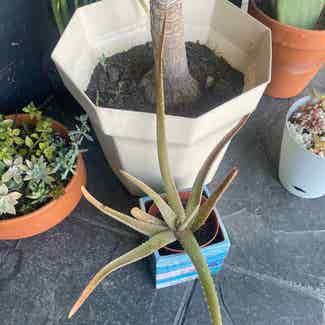 Aloe Vera plant in Traralgon, Victoria