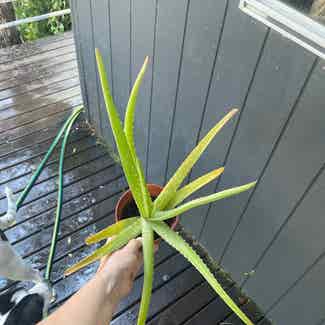 Aloe Vera plant in Traralgon, Victoria