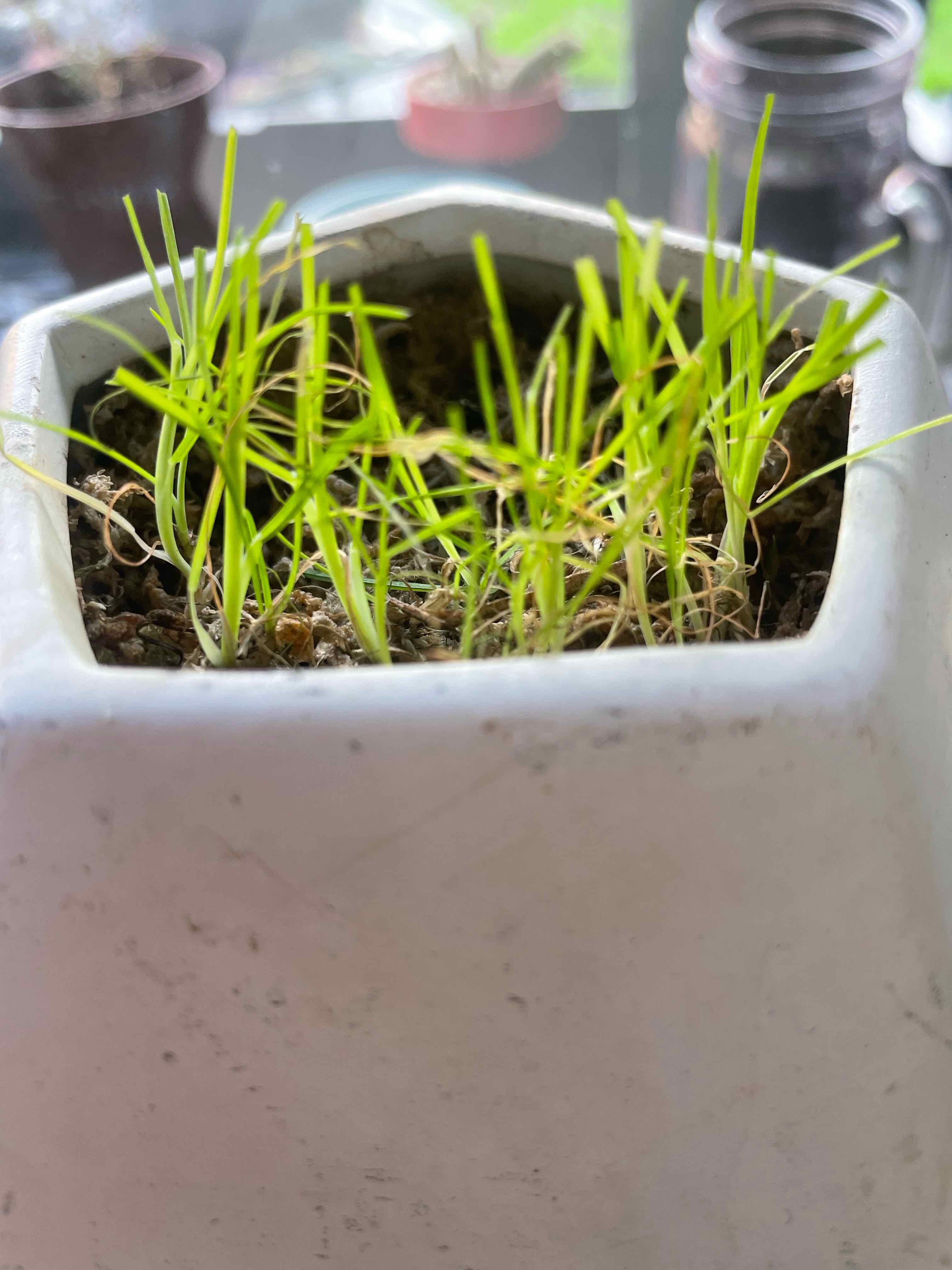 Cat grass growing in a small pot with some yellowing and browning leaves.