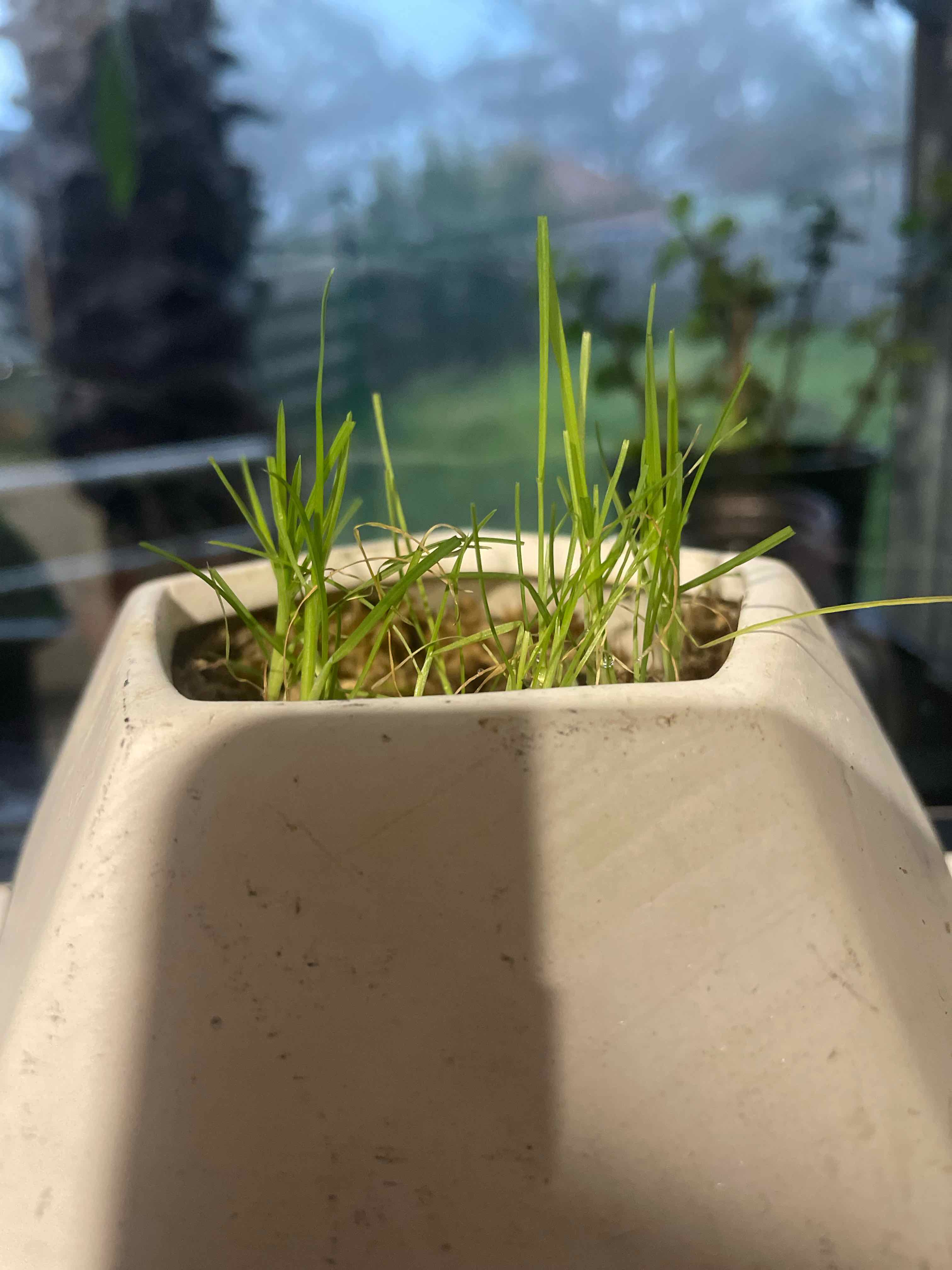A small pot with healthy, green cat grass in the early stages of growth.