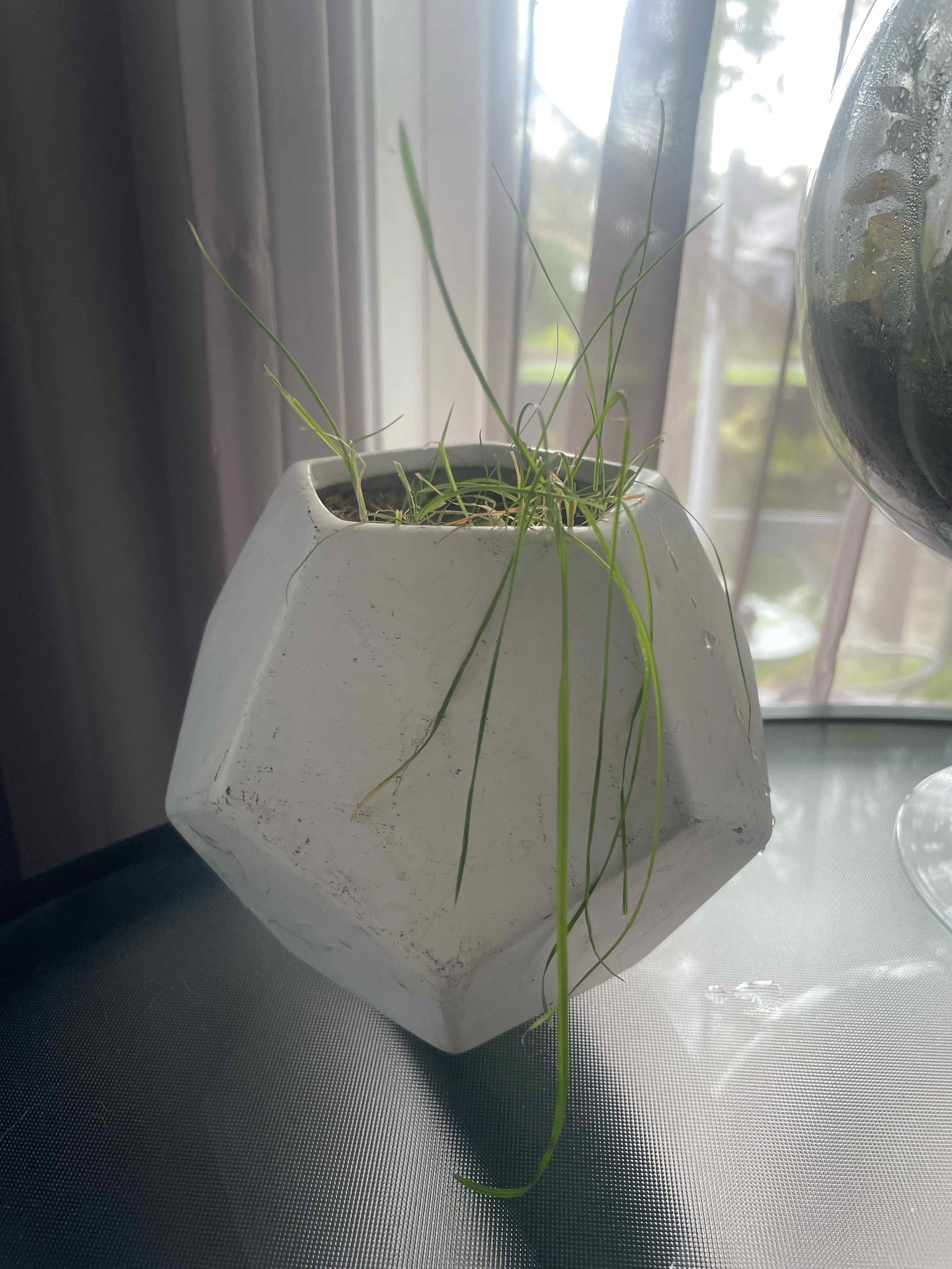Cat grass plant in a white geometric pot with long, thin green leaves.