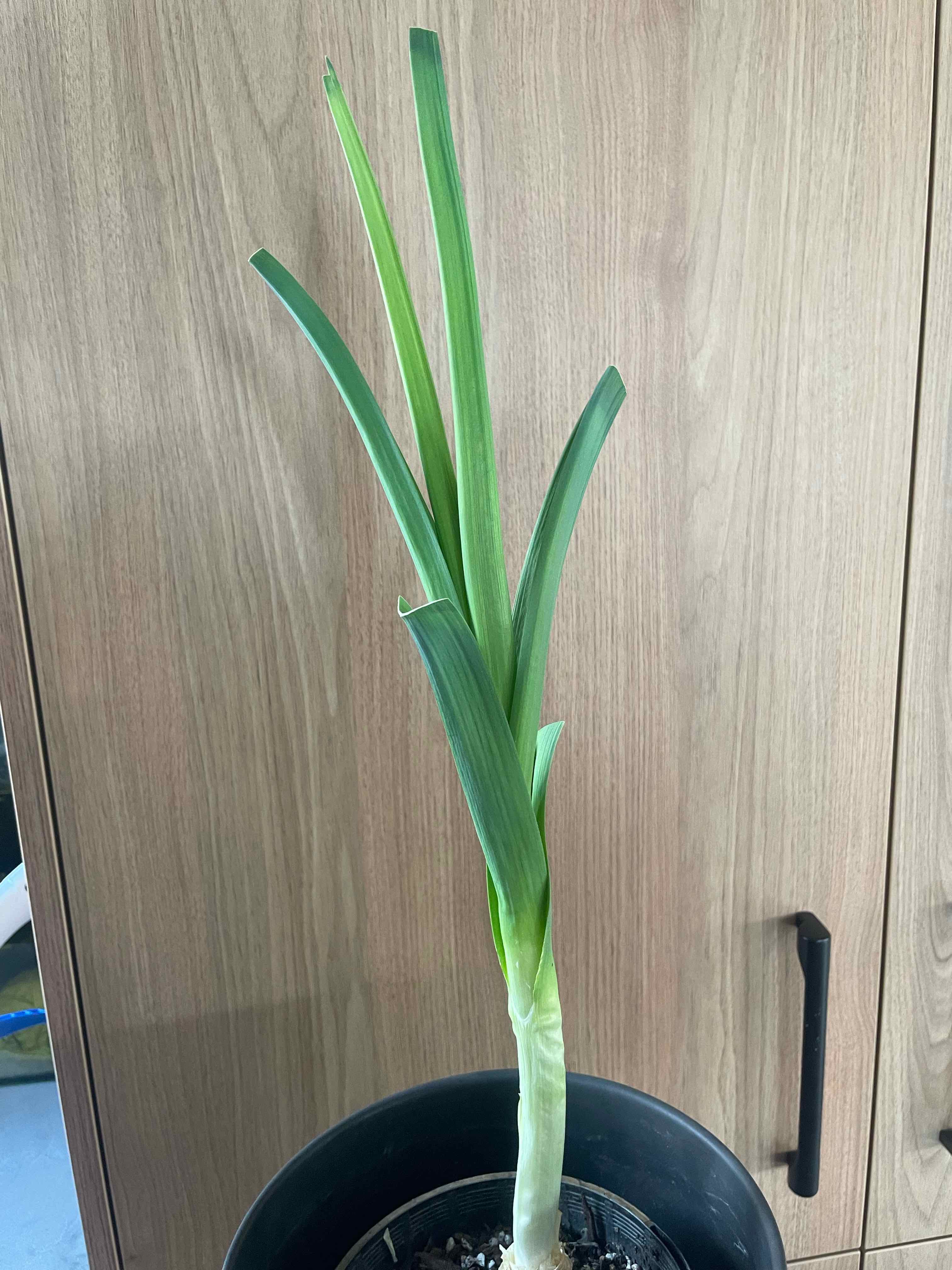 Elephant Garlic plant in a pot with green leaves against a wooden cabinet background.