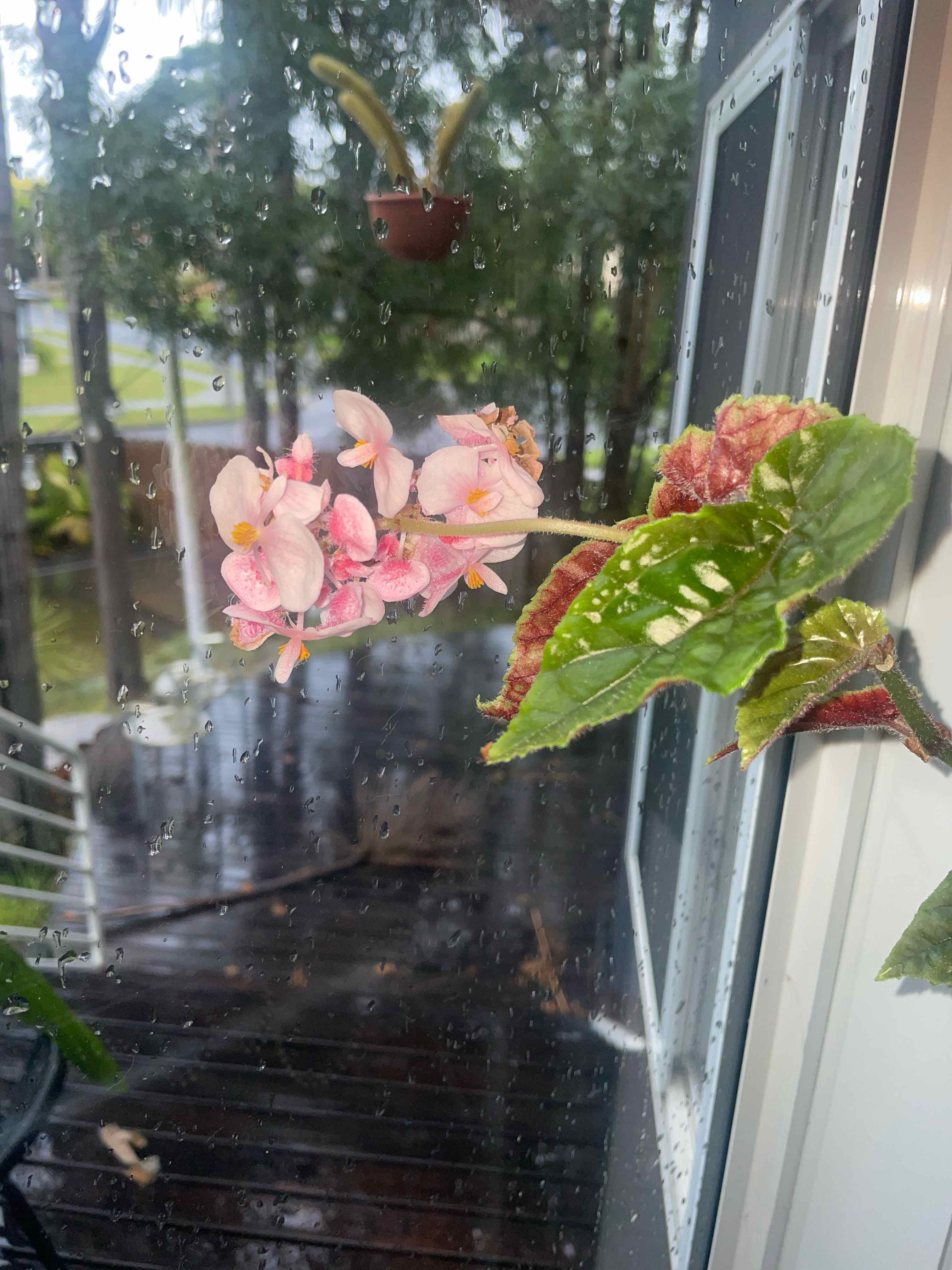 Begonia ‘Angel Wing’