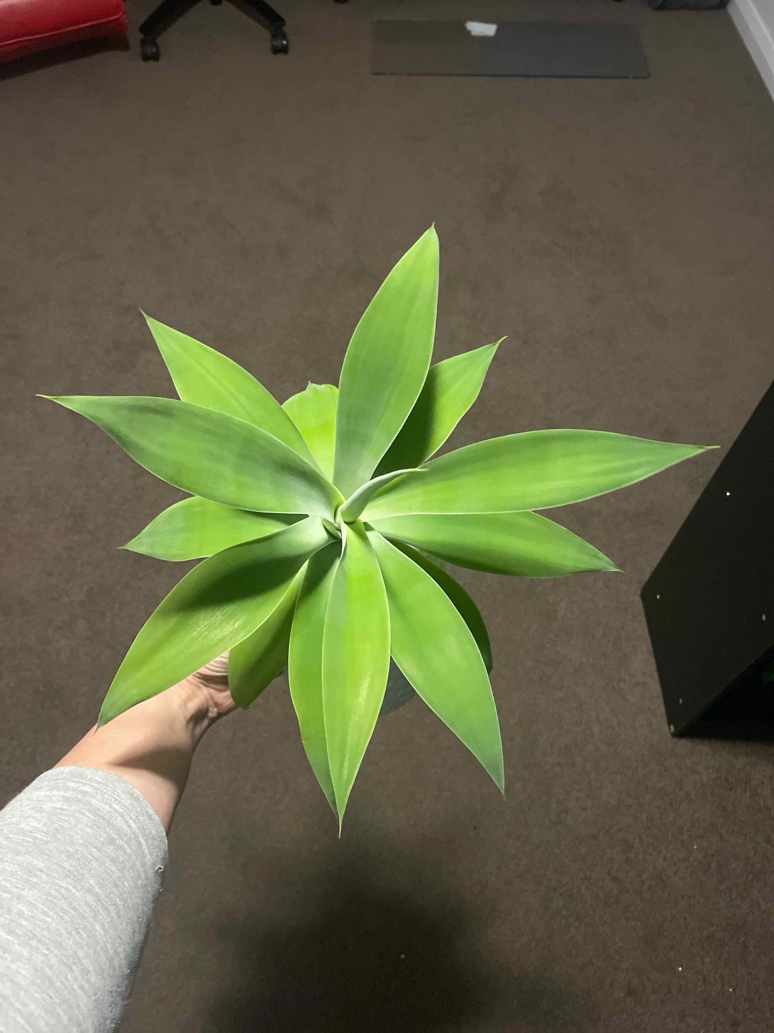 Agave attenuata