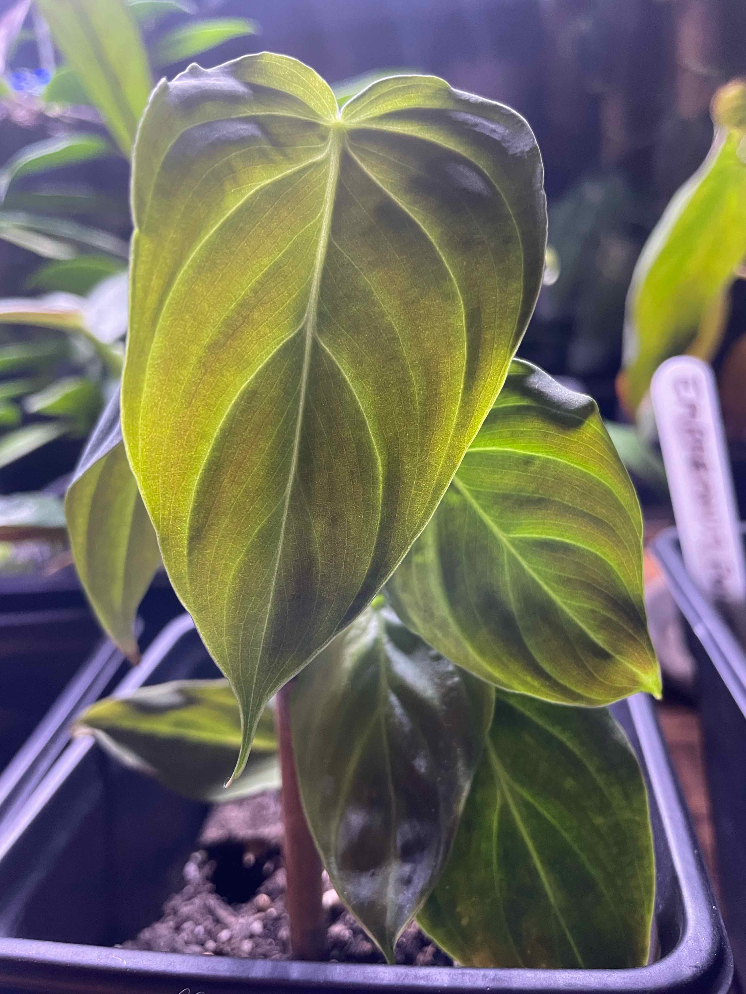Philodendron Splendid plant with healthy green leaves in a pot.
