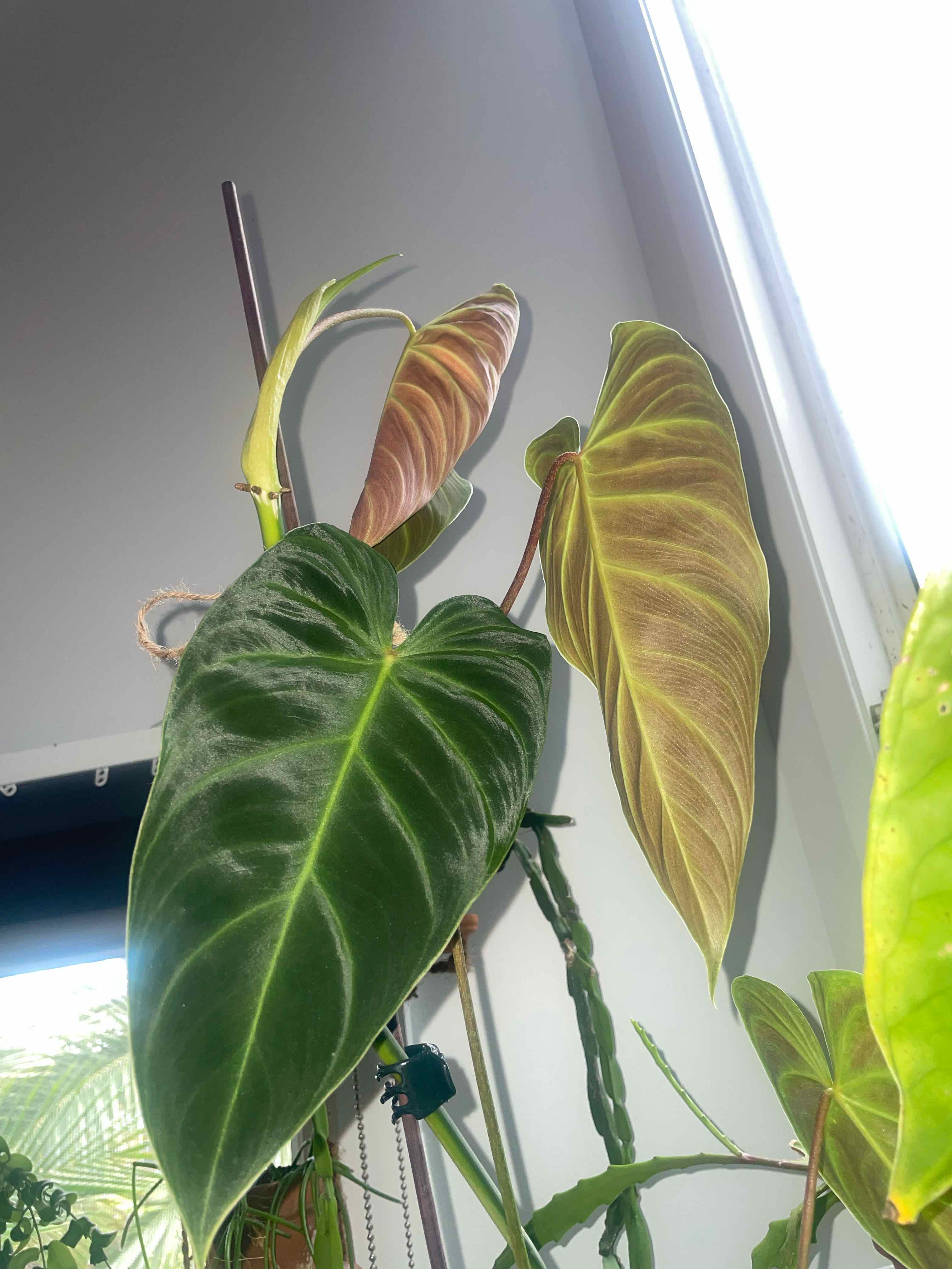 Philodendron ‘Splendid’