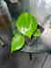 Calculate water needs of Philodendron eximium
