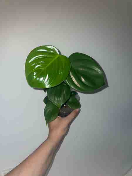 Photo of the plant species Philodendron eximium by @HoyaAddict named Philodendron eximium on Greg, the plant care app