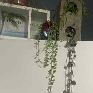 String of Pearls plant in Traralgon, Victoria