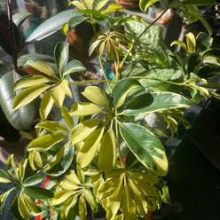 Variegated Dwarf Umbrella Tree plant