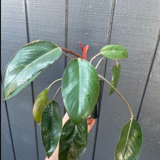 Philodendron 'Red Congo' plant in Traralgon, Victoria