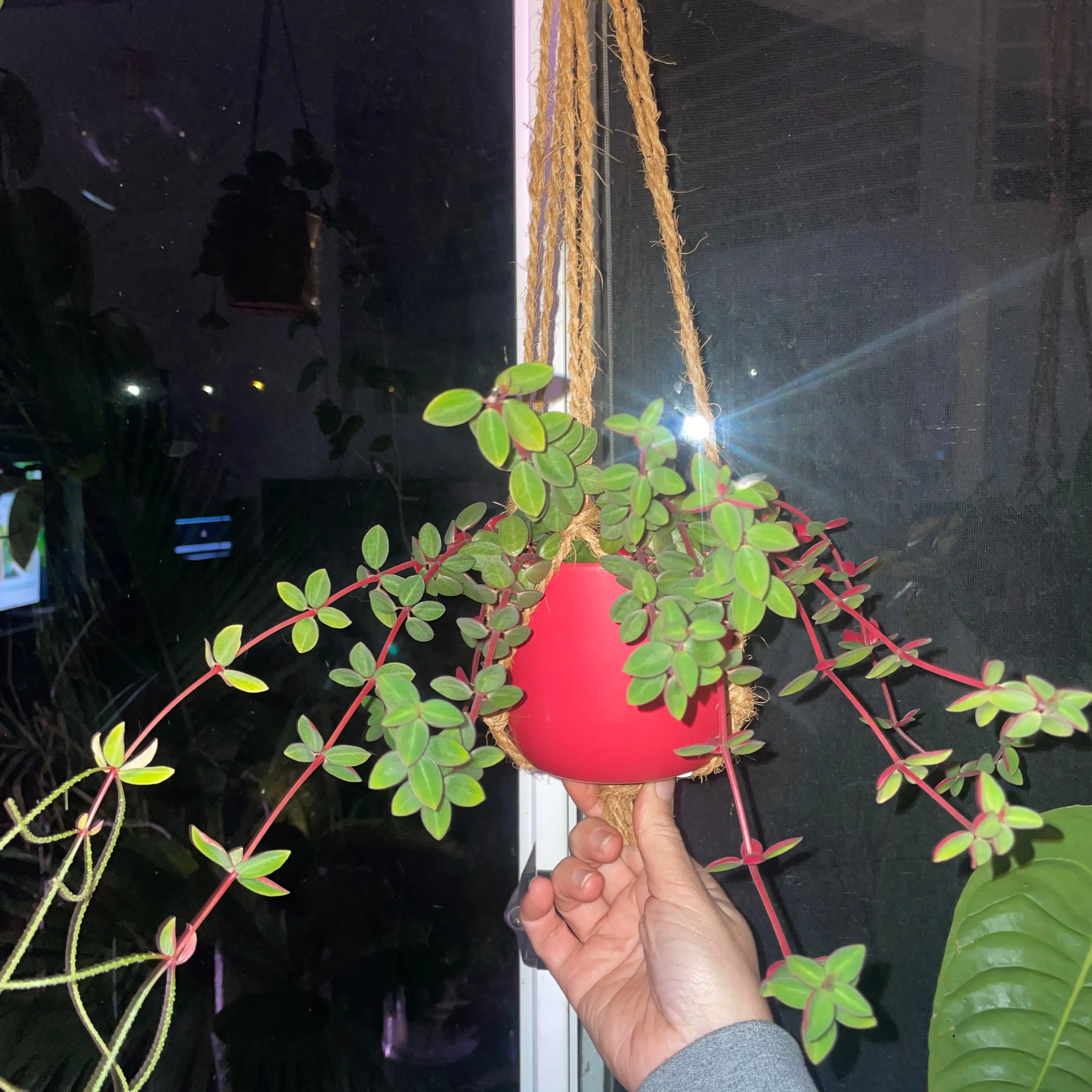 Photo of the plant species peperomia verticilata by @HoyaAddict named Peperomia verticilata on Greg, the plant care app
