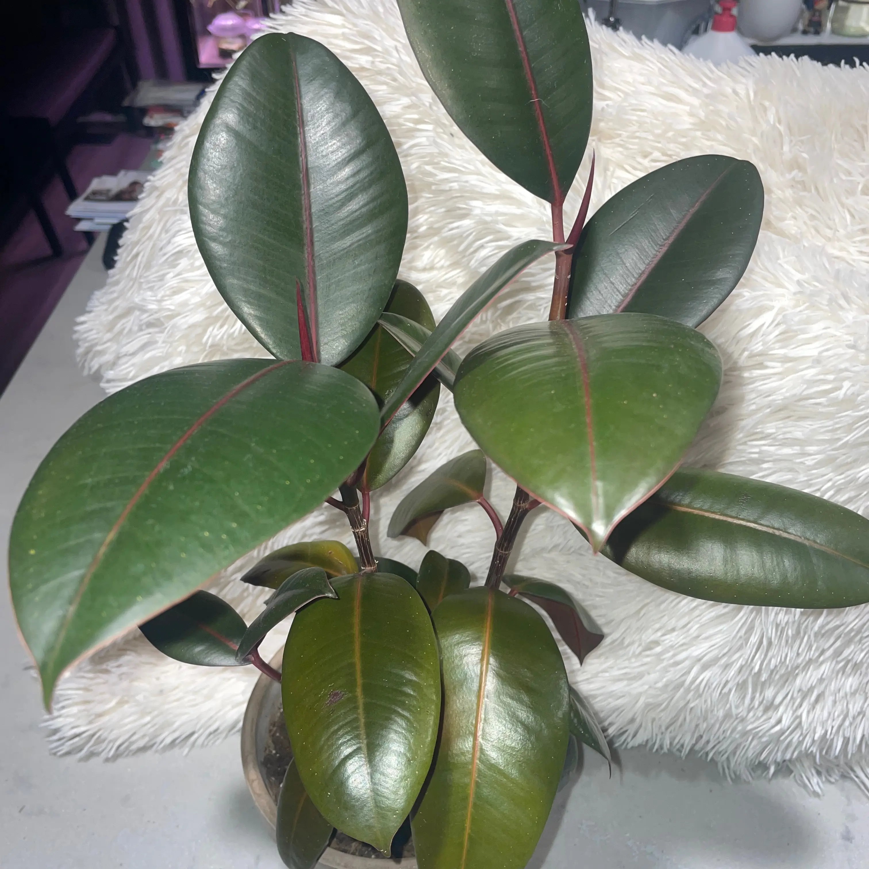 Ficus elastica 'Burgundy'