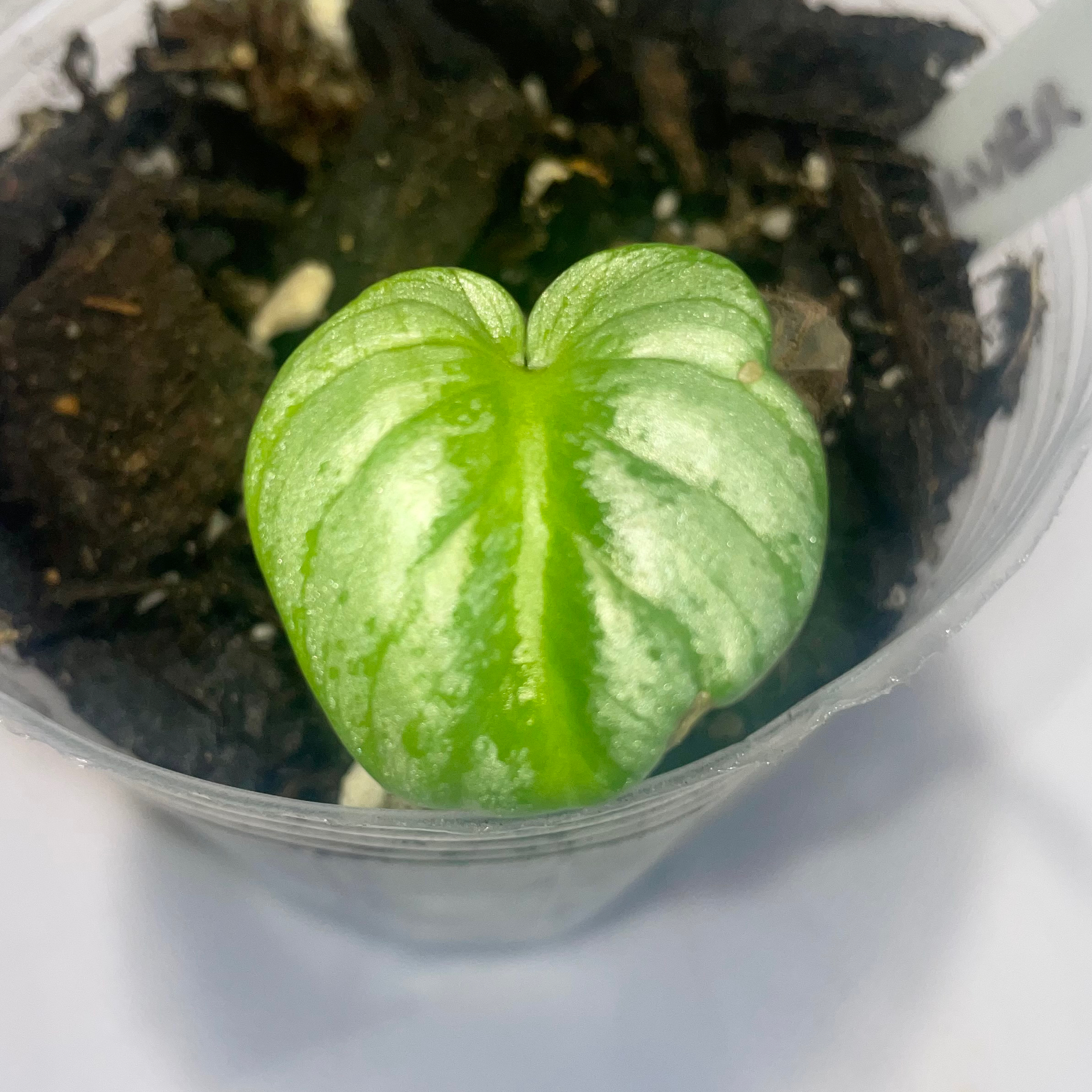 Philodendron 'Silver Cloud' plant with a single healthy leaf and visible soil.