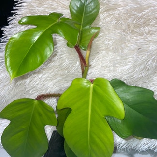 Hairy Philodendron plant in Traralgon, Victoria