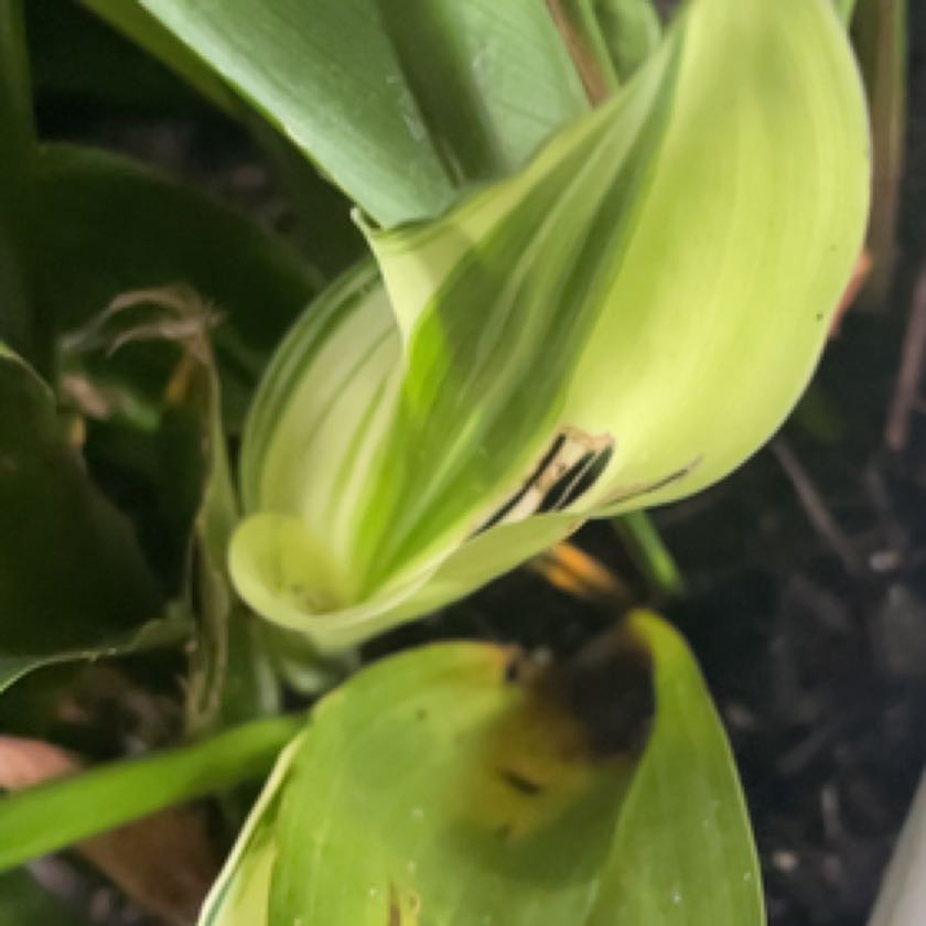 Photo of the plant species Variegated Cast Iron Plant by @HoyaAddict named Aspidistra elatior variegata on Greg, the plant care app