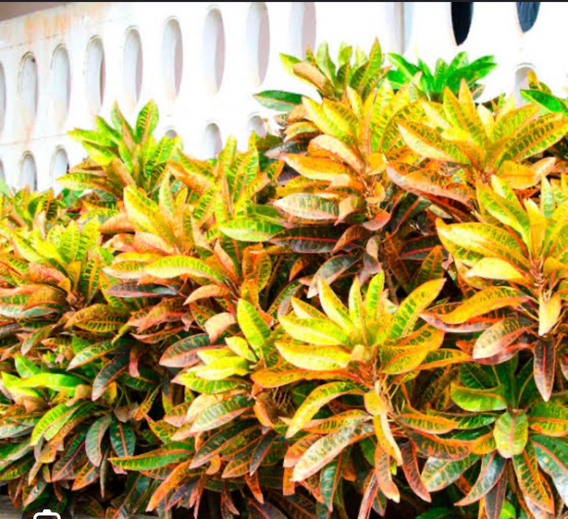 What why is my Croton dropping leaves?