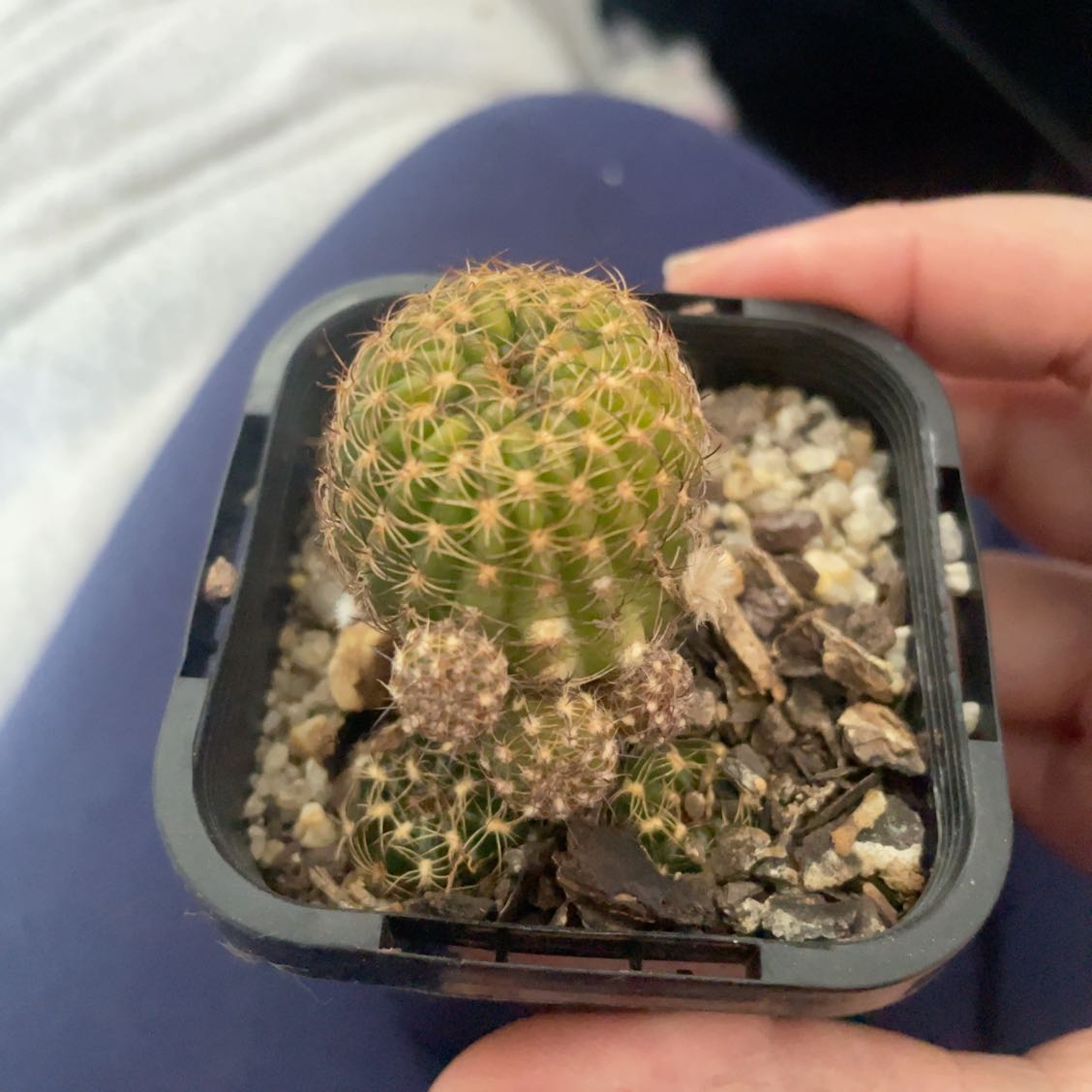 Photo of the plant species Pitayita by @HoyaAddict named Mammillaria solisioides on Greg, the plant care app