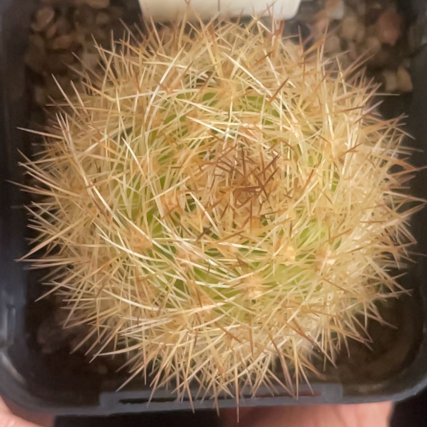Photo of the plant species Matucana herzogiana by @HoyaAddict named Matucana herzogiana on Greg, the plant care app