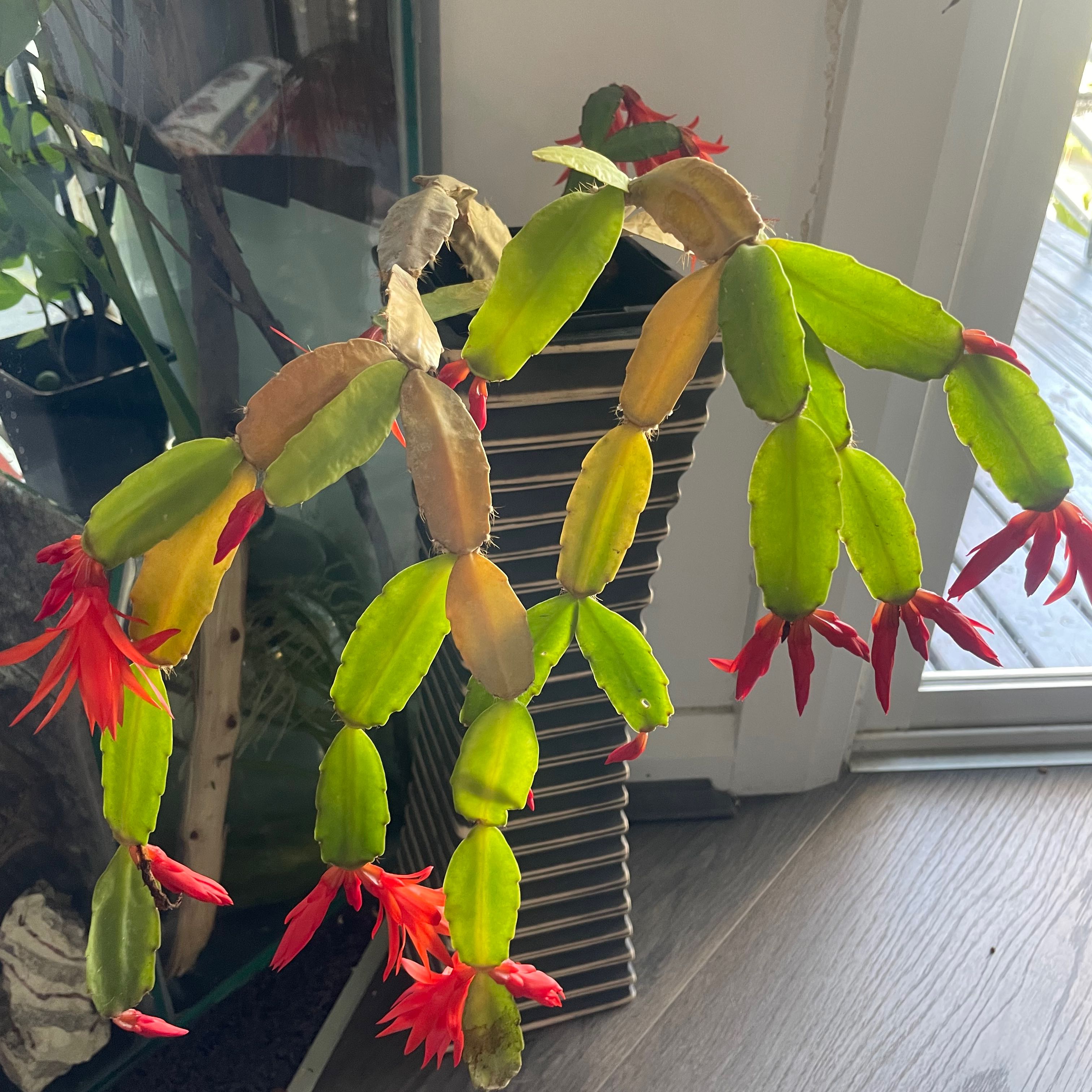 Plant care for Pink Ice Easter Cactus on Greg, the plant care app
