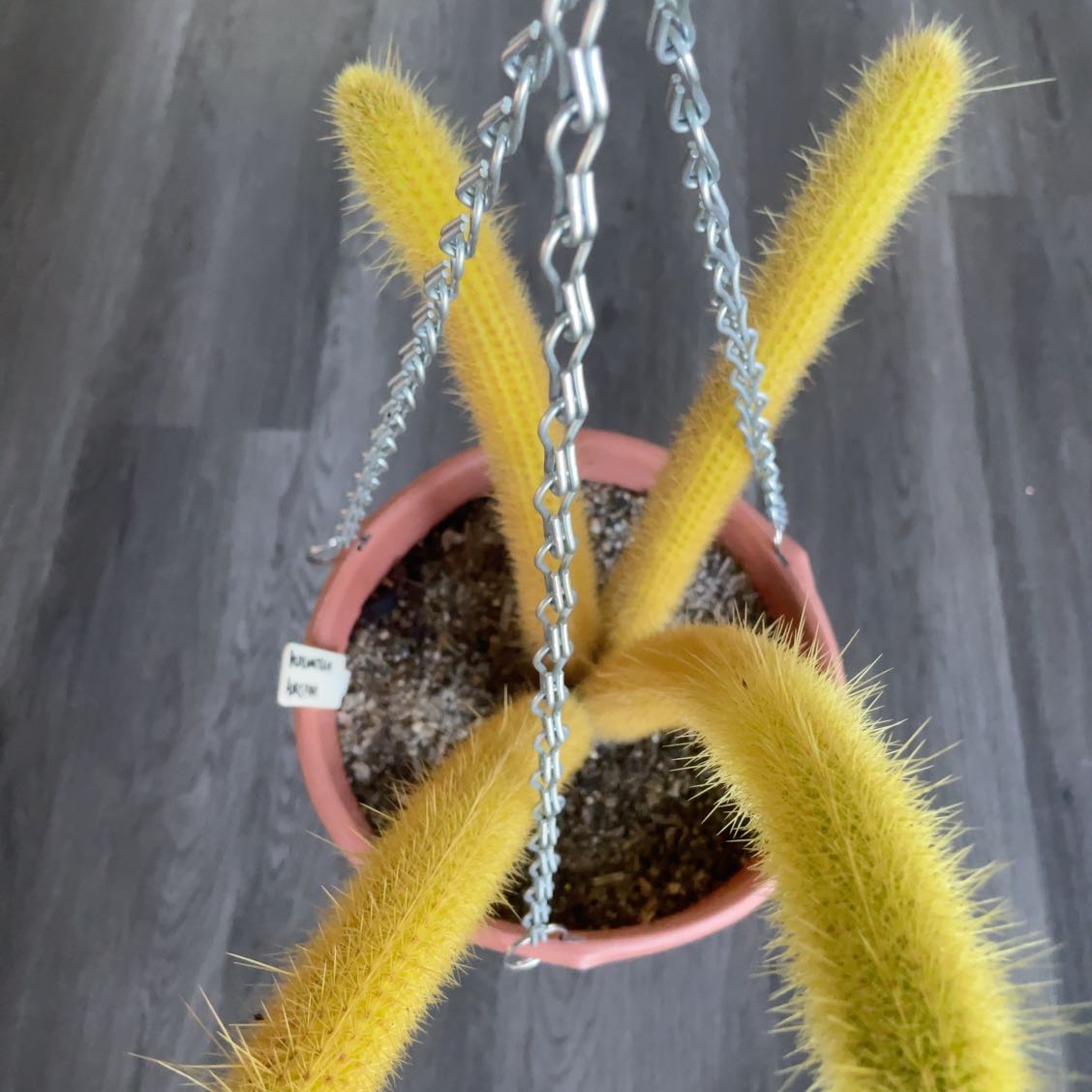 Potted Golden Rat Tail plant with yellow, spiky stems and visible soil.