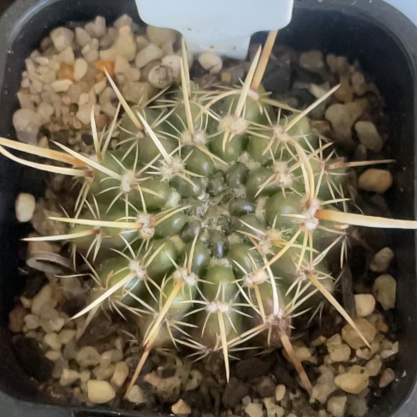 Photo of the plant species Cactus by @HoyaAddict named Parodia turecekiana on Greg, the plant care app
