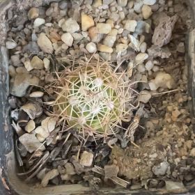 Photo of the plant species Mammillaria johnstonii by @HoyaAddict named Mammillaria johnstonii on Greg, the plant care app