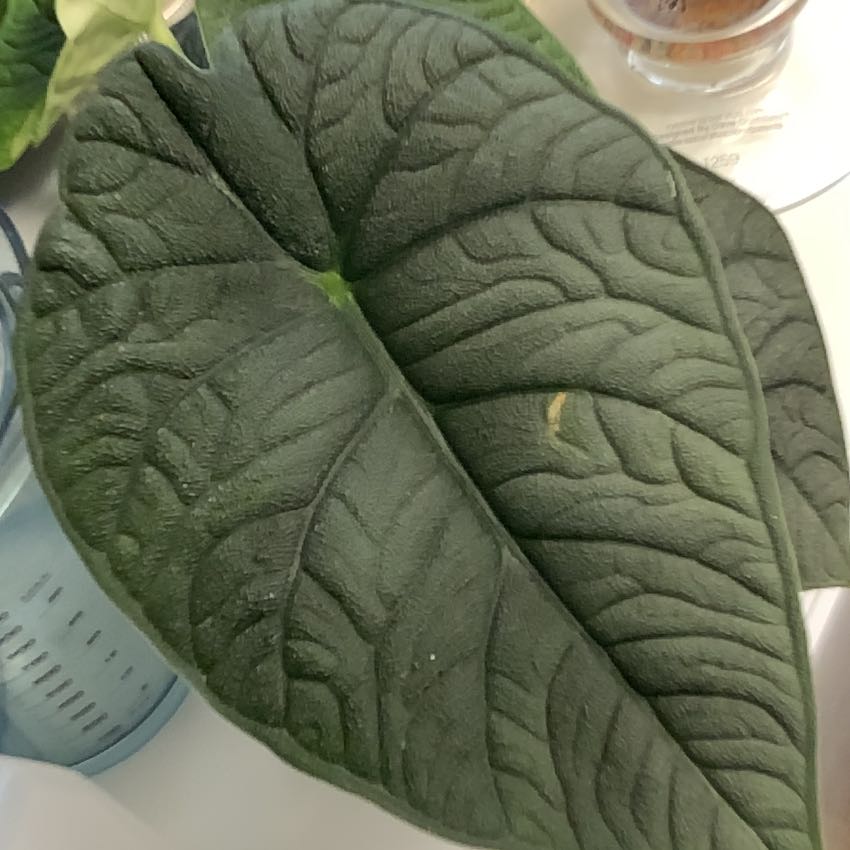 Photo of the plant species Dragonite by @bryanamm named Anne on Greg, the plant care app