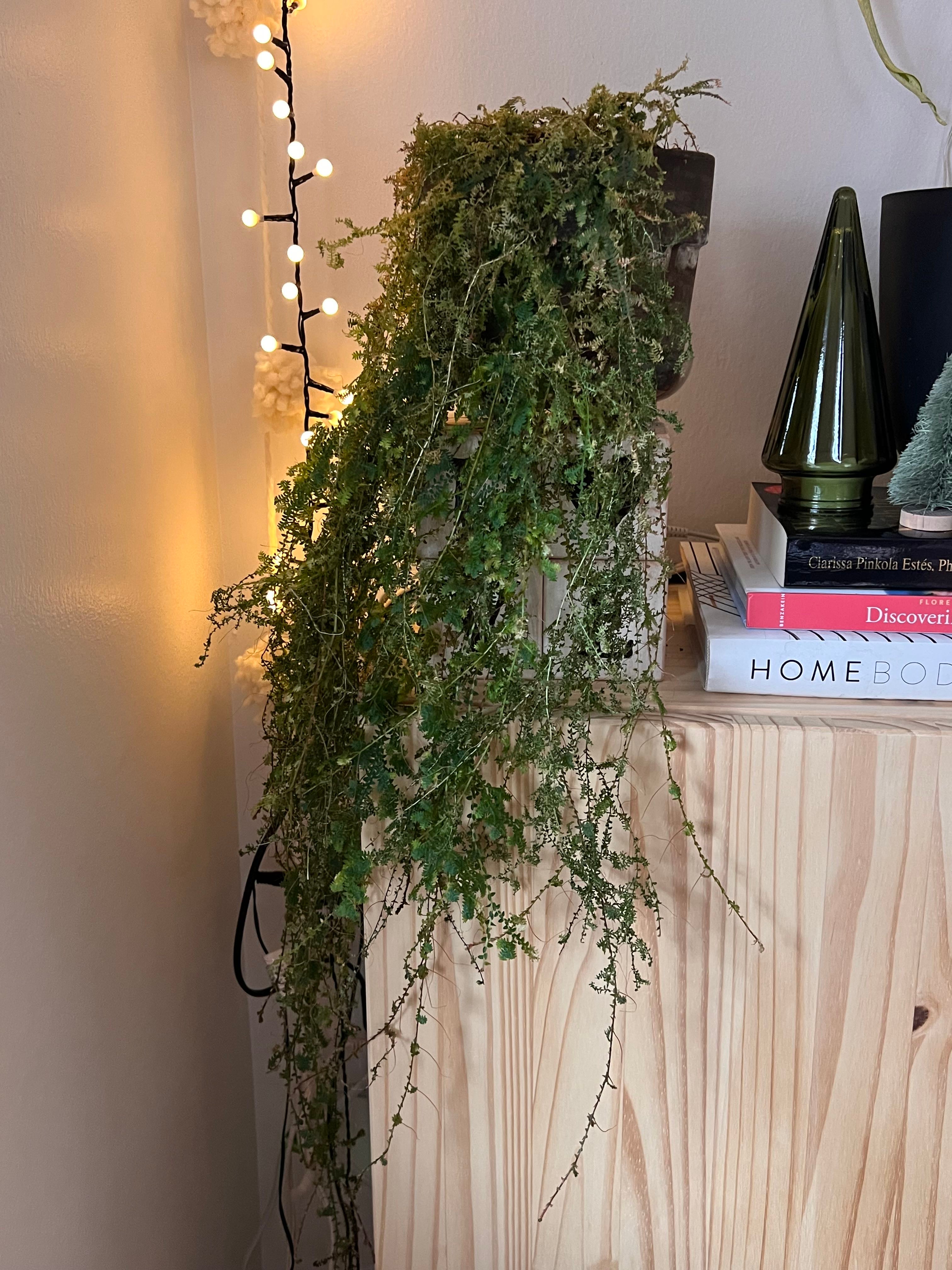 Keep Your Ruby Red Club Moss Alive Light, Water & Care Instructions