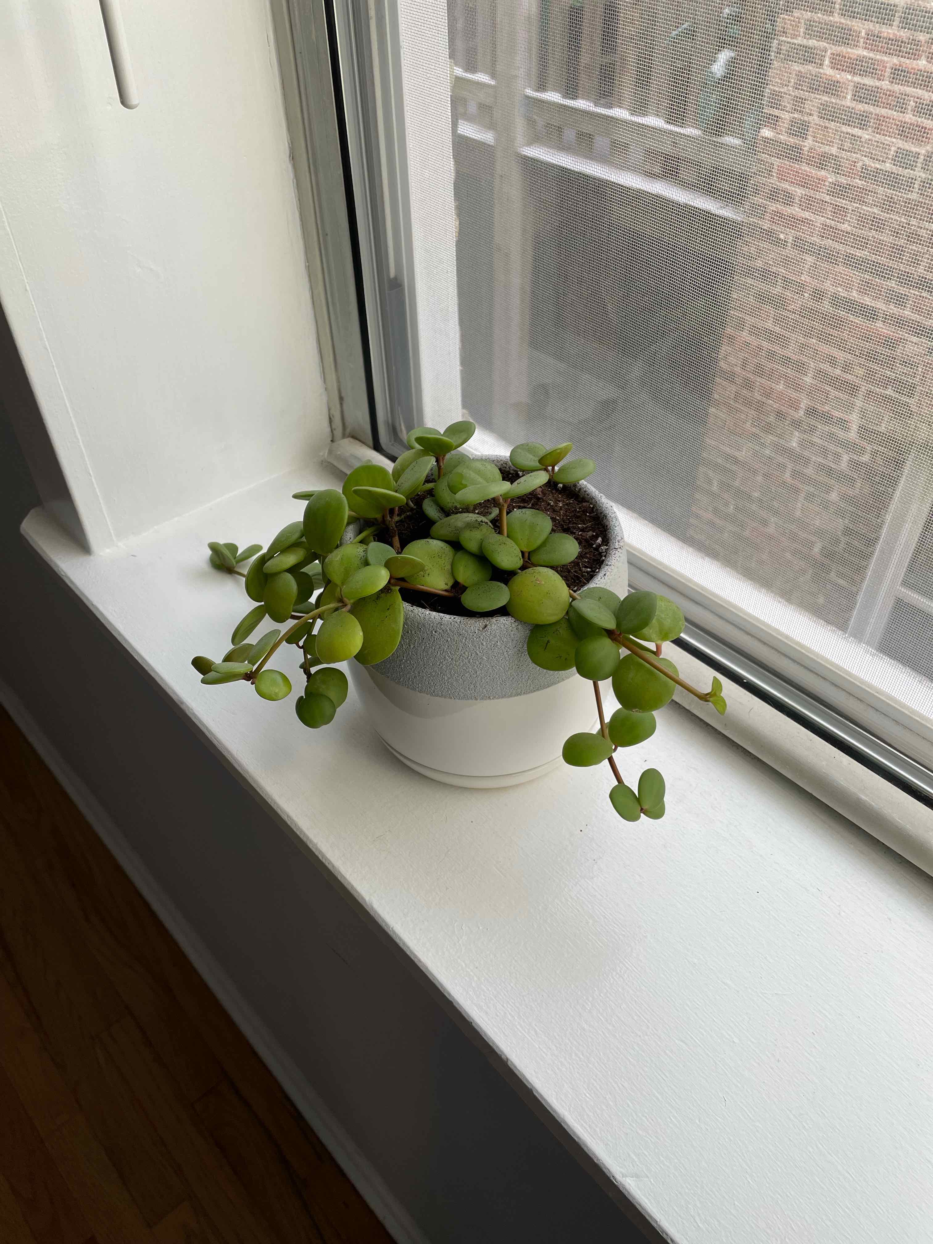 Best Potting Soil Mix For Peperomia 'hope'