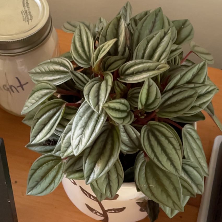 Healthy Peperomia 'Rosso' plant with green leaves and red stems in a decorative pot.