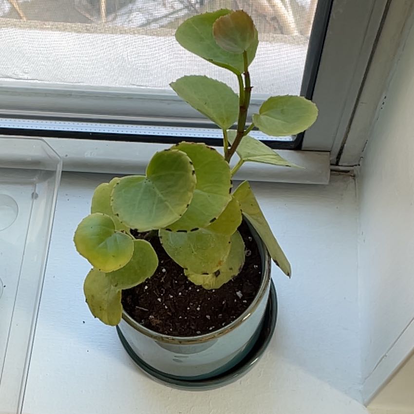 Photo of the plant species Arabian wax cissus by One smell named Scheherazade on Greg, the plant care app
