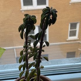 Photo of the plant species Peperomia wolfgang-krahnii by One smell named Wolfgang on Greg, the plant care app