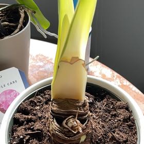 Photo of the plant species Hippeastrum 'Red Lion' by @Jason_G named Figyonce on Greg, the plant care app