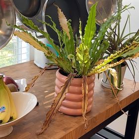 Bird's Nest Fern uploaded to the Greg plant app by @CelestialAtom