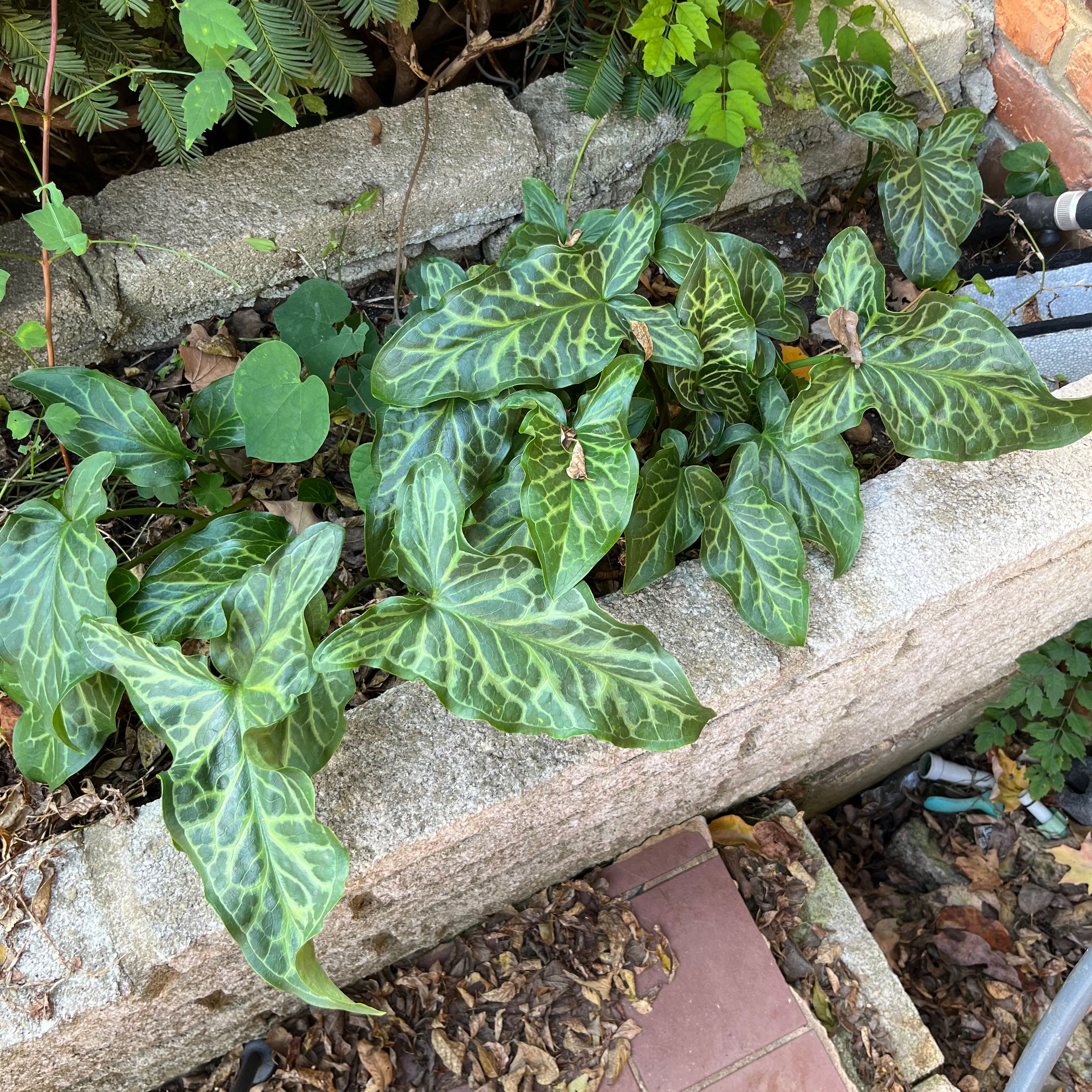 Italian Arum plant with large, glossy, arrow-shaped leaves with white veining in a stone planter.
