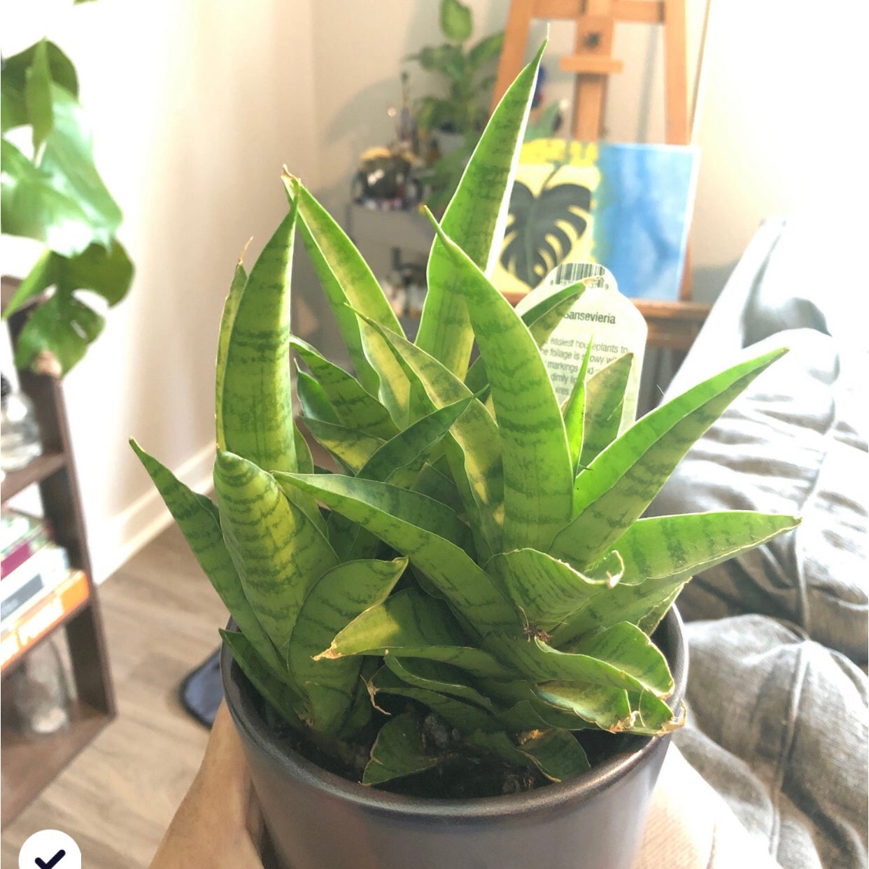 Plant care for Albuca deserticola subsp. longipilosa on Greg, the plant care app