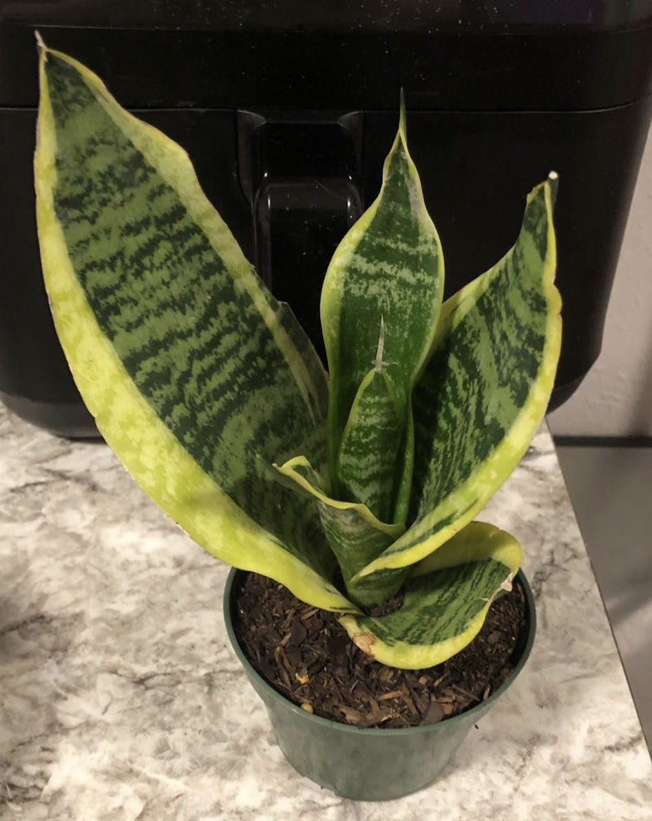 New yellow-edged snake plant excitement! 🥰