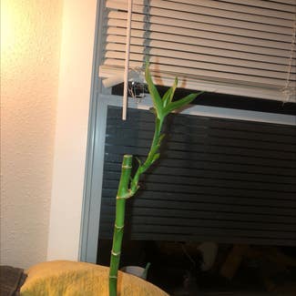 Lucky Bamboo plant in La Vergne, Tennessee