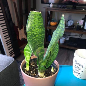 Snake Plant plant in La Vergne, Tennessee