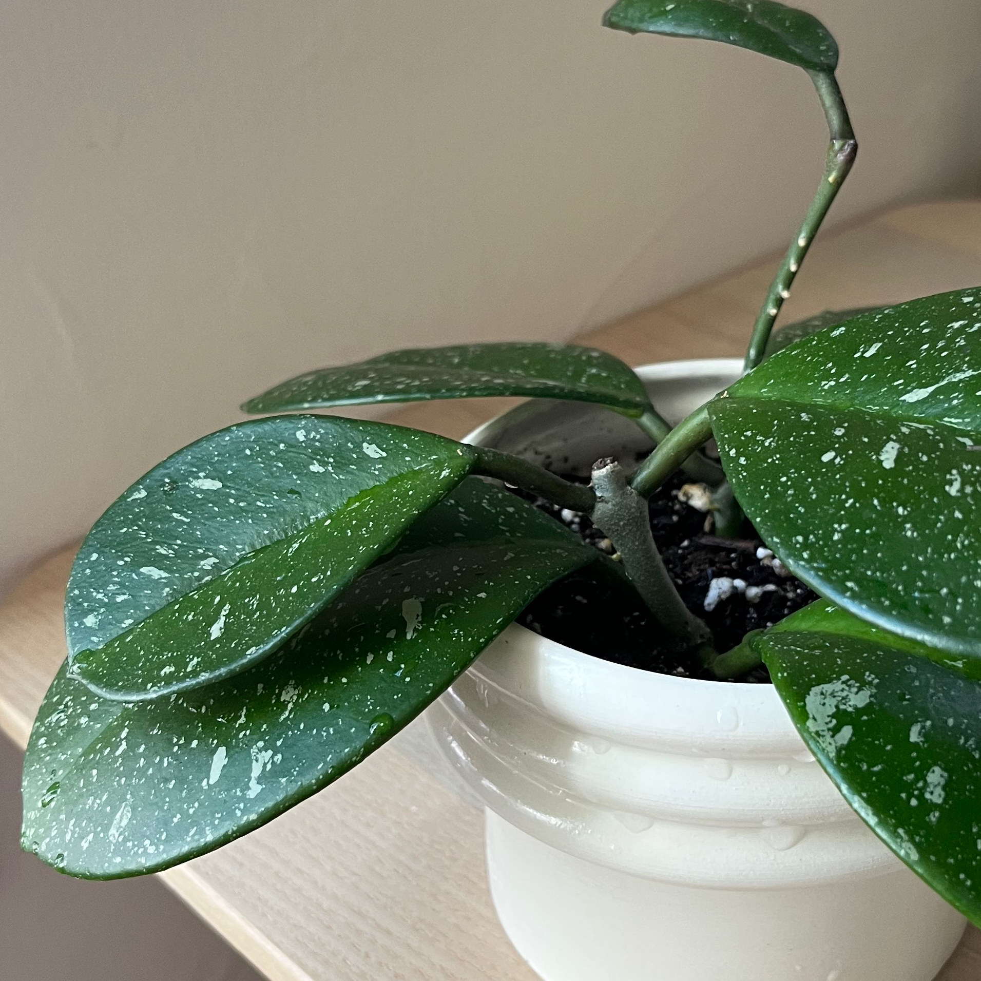 Hoya obovata plant in a white pot with green leaves and white speckles.